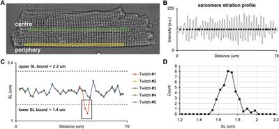 Contractile State Dependent Sarcomere Length Variability in Isolated Guinea-Pig Cardiomyocytes